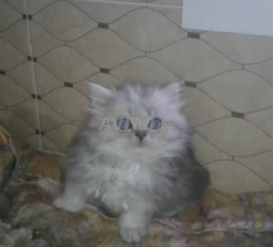 Chat Persan Chinchilla Silver Animaux A Casablanca Avito Ma