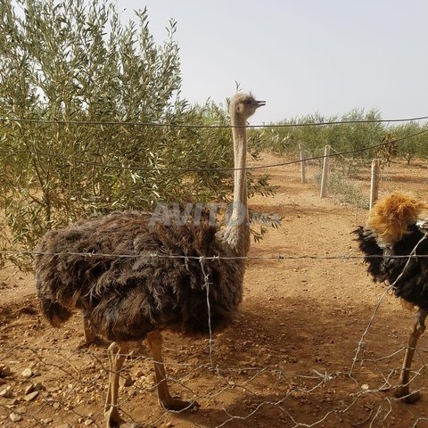 Deux Autriche Animaux A Marrakech Avito Ma Deux Autriche Animaux A Marrakech Avito Ma