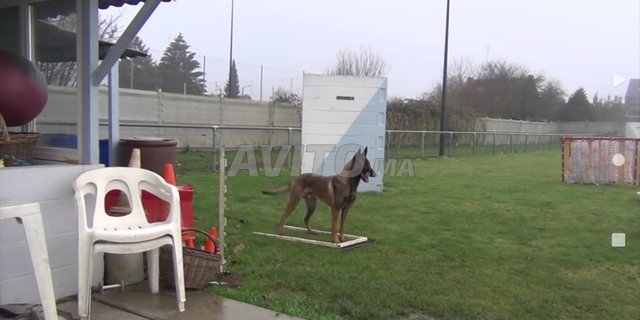 Dresseur De Chiens Professionnel A Domicile Services A Temara Avito Ma