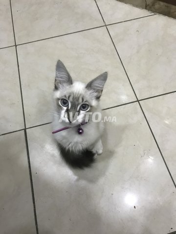 Chat A Vendre Animaux A Casablanca Avito Ma