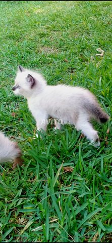 Chatons Siamois Et Angora Et Ragdoll Avec Vaccin Animaux A El Jadida Avito Ma