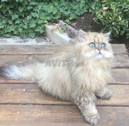 Chaton Persan Chinchilla Animaux A Casablanca Avito Ma