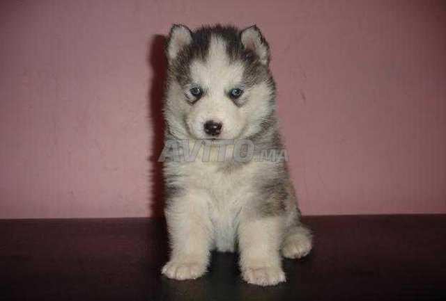 Bebe Husky Yeux Bleu Animaux A Marrakech Avito Ma