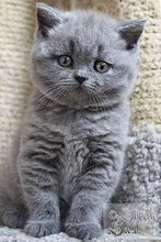 Chartreux Decouvrez 8 Annonces Avito