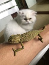 Annonces Pour Cameleon A Casablanca Avito