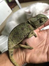 Annonces Pour Cameleon A Casablanca Avito