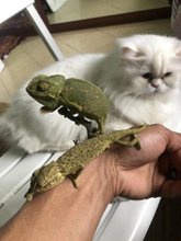 Annonces Pour Cameleon A Casablanca Avito