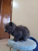 Bleu Russe Animaux A Casablanca Avito Ma