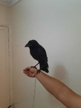 Annonces Pour Corbeau A Casablanca Avito