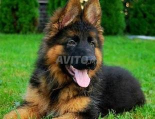 Annonces Pour Chiot Berger Allemand A Casablanca Avito