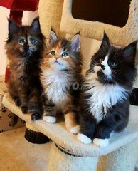 Chatons Norvegien Race Decouvrez 5 Annonces Avito