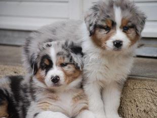 Berger Australien Animaux A Casablanca Avito Ma 42632435