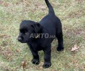 Bebe Labrador Decouvrez 7 Annonces Avito