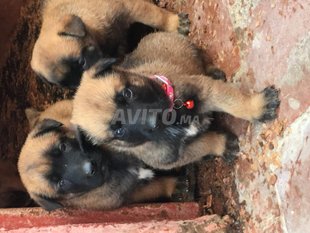 Berger Malinois Charbonne Decouvrez 38 Annonces Avito