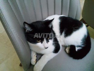 Chat Bicolore Animaux A Fes Avito Ma 4331