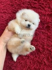 Spitz Nain Decouvrez 82 Annonces Avito