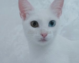 Chat Khao Manee Animaux A Casablanca Avito Ma