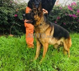 Annonces Pour Vente Berger Allemand A Casablanca Avito