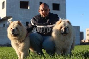 Chow Chow Decouvrez 90 Annonces Avito