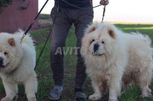 Chow Chow Decouvrez 184 Annonces Avito
