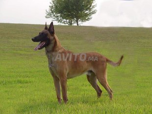 Berger Malinois Pedigree Animaux 16h27 15 08 2018
