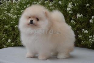 Spitz Pure Decouvrez 38 Annonces Avito