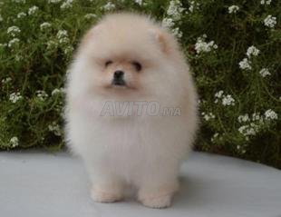 Spitz Pure Decouvrez 38 Annonces Avito