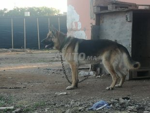 Annonces De Chien Berger Allemande Loisirs Et Divertissement A Casablanca Avito