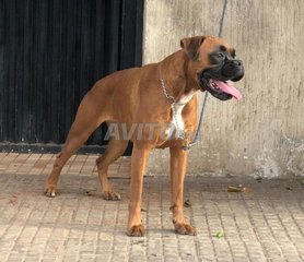 Decouvrez 13 Annonces Pour Animaux Boxer Avito