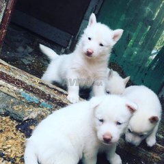 Husky Seberien Blanc Animaux A Casablanca Avito Ma