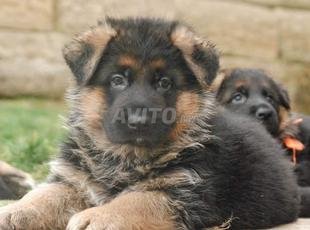 Annonces Pour Chiot Berger Allemand A Marrakech Avito