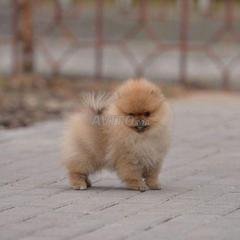 Spitz Nain Decouvrez 82 Annonces Avito