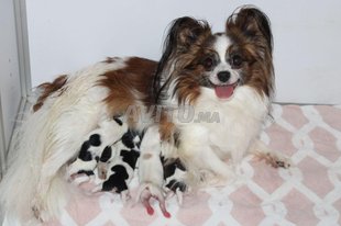 Decouvrez 15 Annonces Pour Animaux Papillon Avito