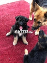 Femelle Berger Allemand Decouvrez 212 Annonces Avito
