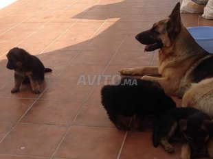 Berger Allemand Noire Decouvrez 71 Annonces Avito