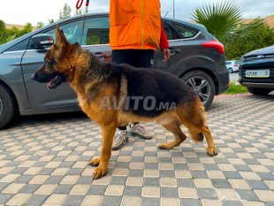 Berger Allemand Pedigree Decouvrez 68 Annonces Avito