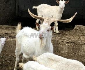 Decouvrez 16 Annonces Pour Animaux Chevre Avito