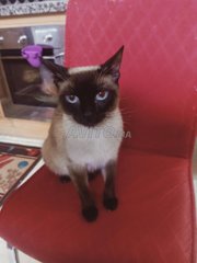 Annonces Pour Chat A Vendre A Thar Es Souk Avito