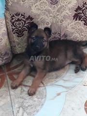 Chien Malinois 2 Mois Decouvrez 29 Annonces Avito