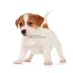 Jack Russel Decouvrez 40 Annonces Avito