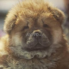 Chow Chow Decouvrez Annonces Avito