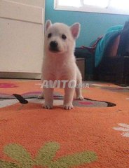 Chiots Berger Suisse Decouvrez 18 Annonces Avito