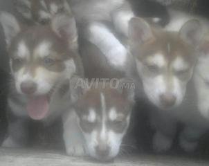 Chiot Husky Bleu Decouvrez 84 Annonces Avito