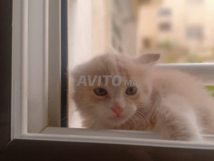 Annonces Pour Petits Chats A Casablanca Avito