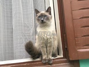Chat Race Decouvrez 356 Annonces Avito