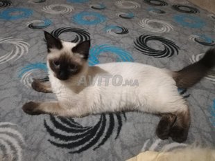 Vente De Chat Siamois Decouvrez 94 Annonces Avito