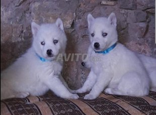 Chiot Husky Blanc Yeux Bleu Decouvrez 19 Annonces Avito