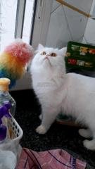 Annonces Pour Chat Persan A Casablanca Avito