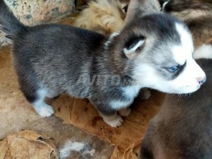 Chien Loup Husky Decouvrez 21 Annonces Avito