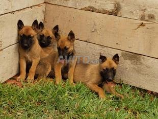 Malinois 1 Mois Decouvrez 103 Annonces Avito